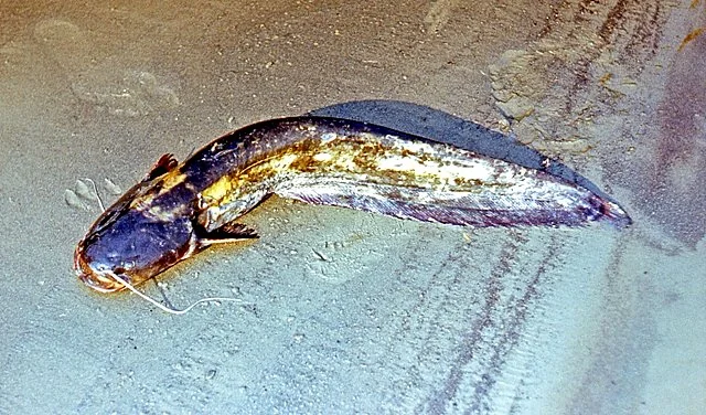 Європейський сом у водоймі